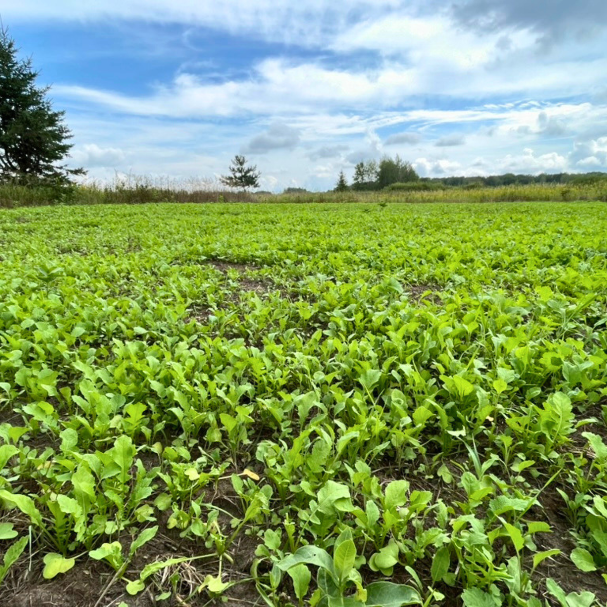 green-up-food-plot