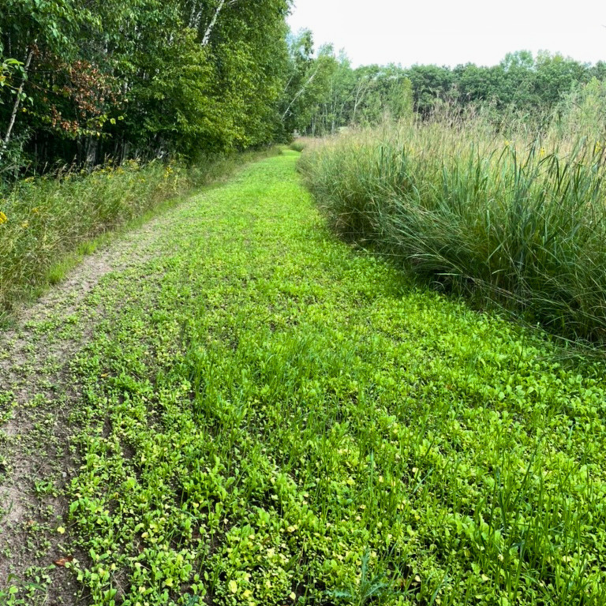 hunting-food-plot