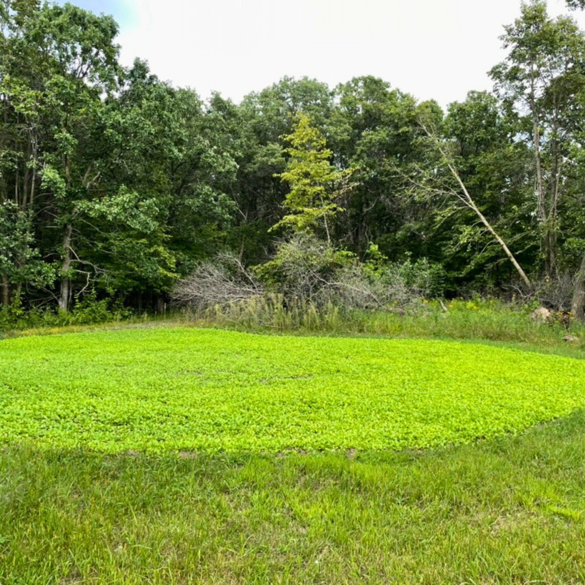 quarter-acre-food-plot