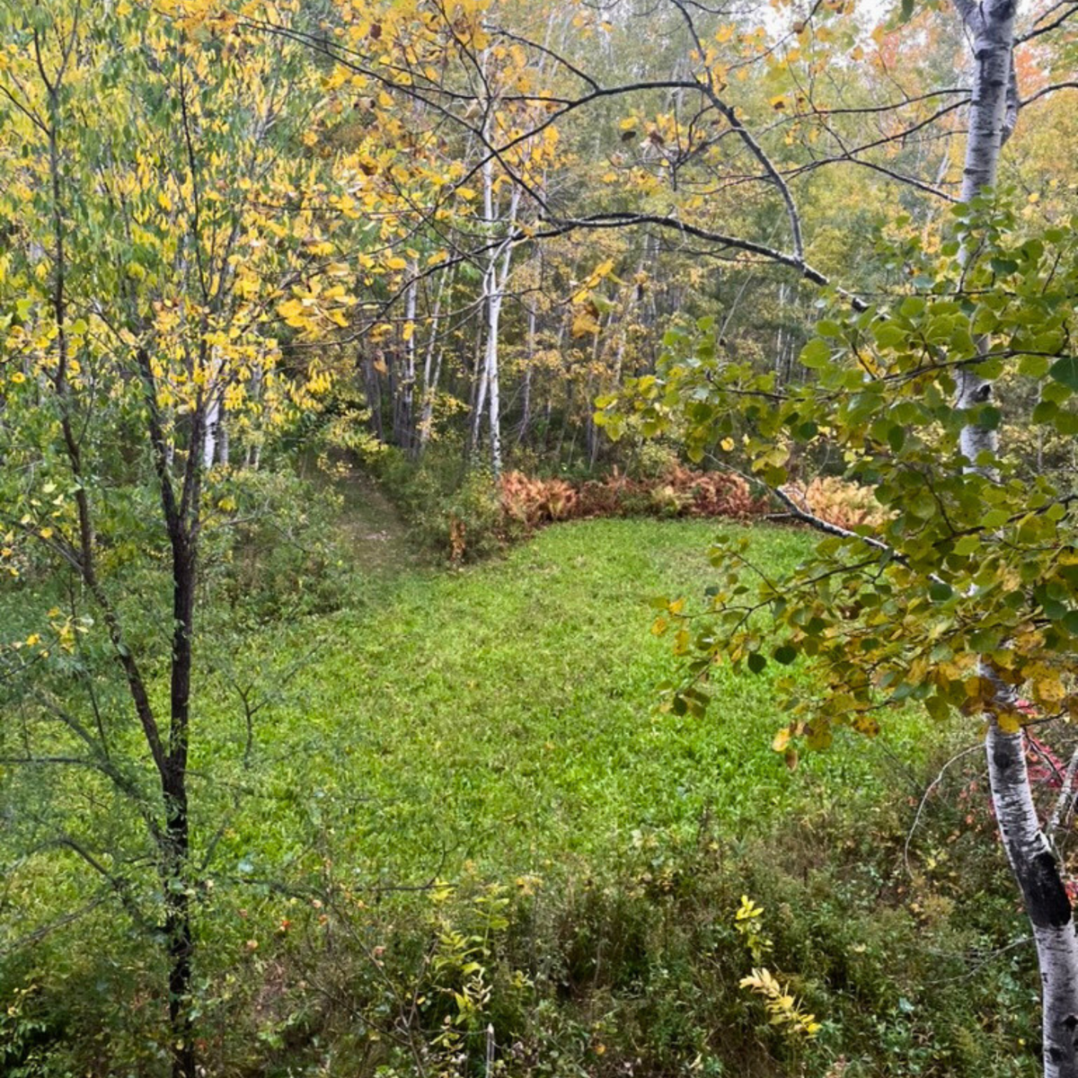 small-kill-plot-food-plot-for-hunting